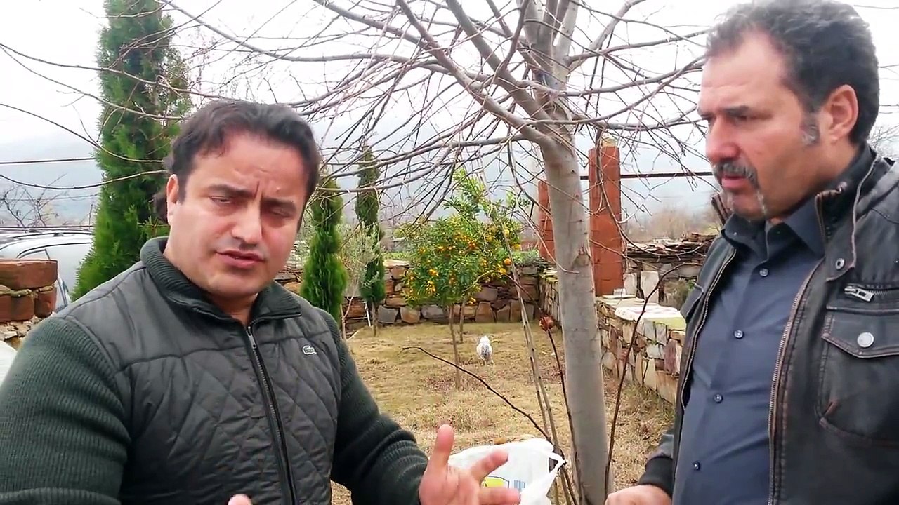 Ihlamur ağacı