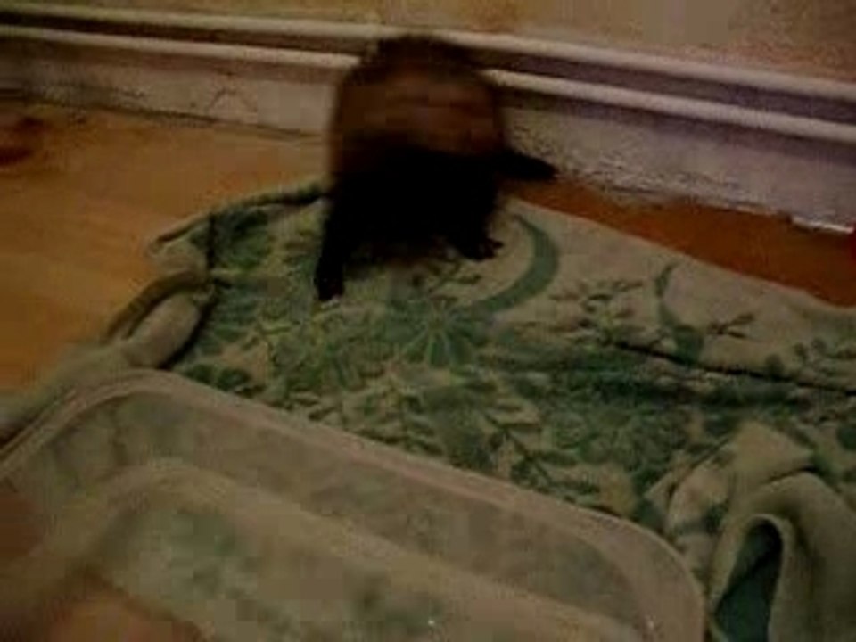 Mumiah la loutre folle
