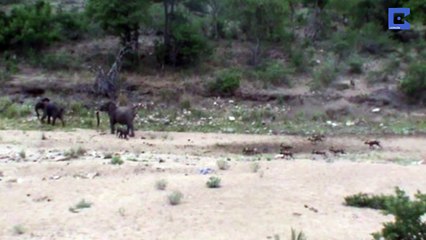 How Elephant Save Our Child To Blody Wolves