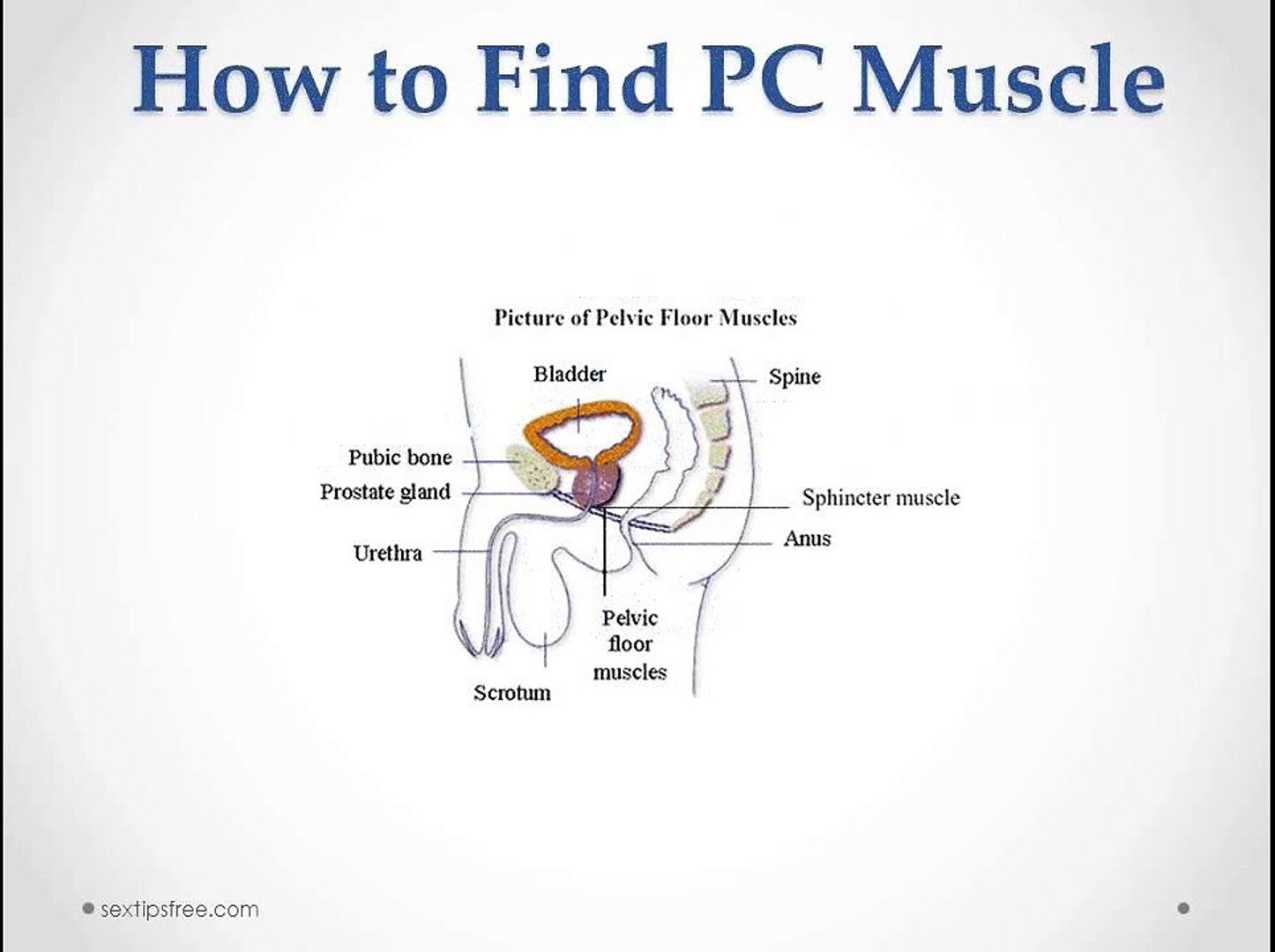 Faq How To Do Kegel Exercises For Men