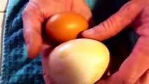 A Hen Gives Egg And These Egg Have Another Egg Amazing Reallity