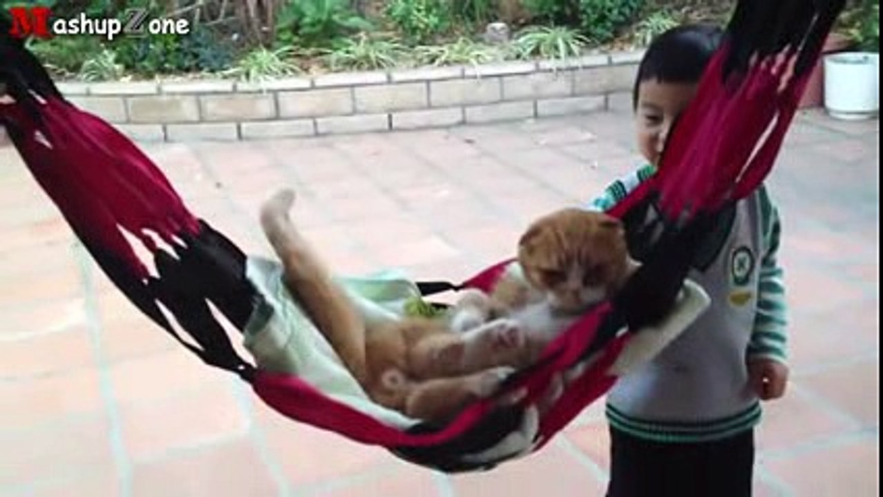 Funny Cats Acting Like Humans Compilation .