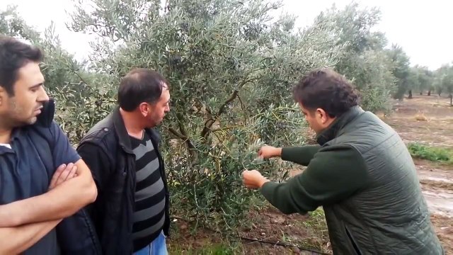 Zeytin Tutumu, Sürgünü, Filizi, Sulama, Bakımı, Gübreleme, İlaçlama, Verim, Kalite, Ağaç B