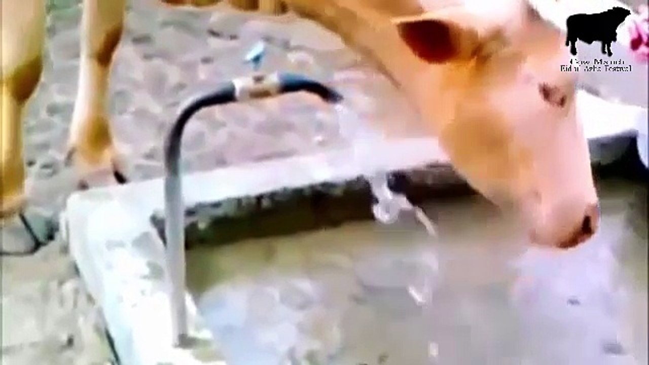 Bull's Intelligence and Ability