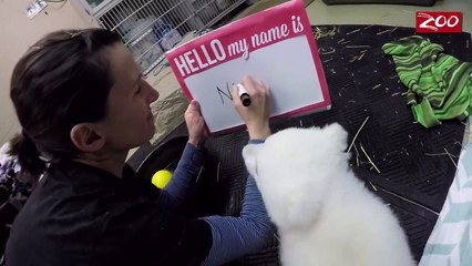 Cutest animal ever : Nora, a baby polar bear!