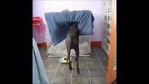 Hilarious dog going to bed