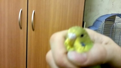 определение пола волнистых попугаев.