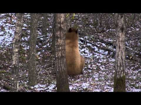 Fatal Impact Outdoors - Tough Bruins