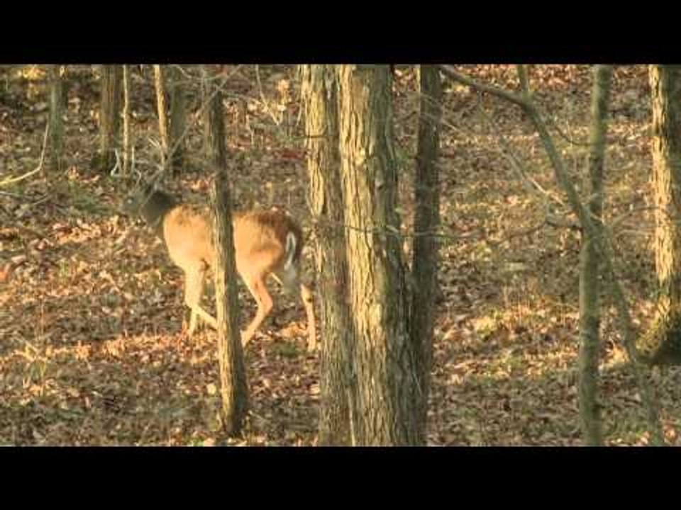Red Arrow - Illinois Whitetail