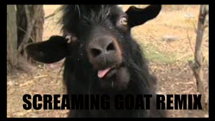 Screaming Goat - REMIX FUNNY