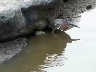 Остроумная птица заманивает рыб! Смотреть всем!