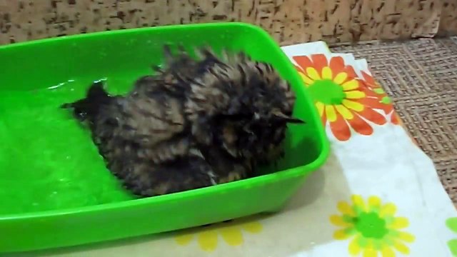 Первое купание ушастого совенка