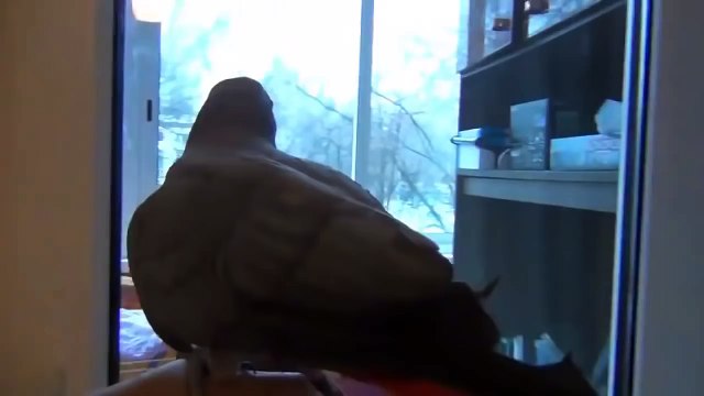 Попугай жако красиво поет и говорит! Посмотрите