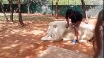 Ton boulot : brosser ce lion blanc entouré de tigres.... Cool mais risqué