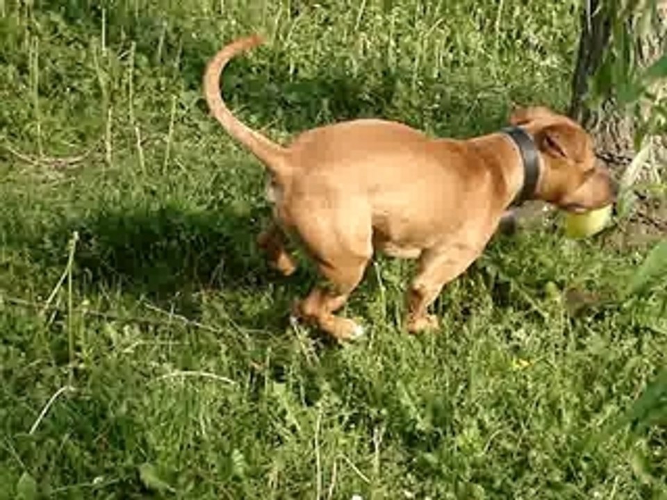 tyson dans sonjardin