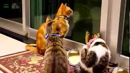 Funny Cats and Kittens Meowing Compilation 2015