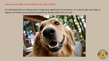 Dogsee Chew - Oral Health Care for dogs