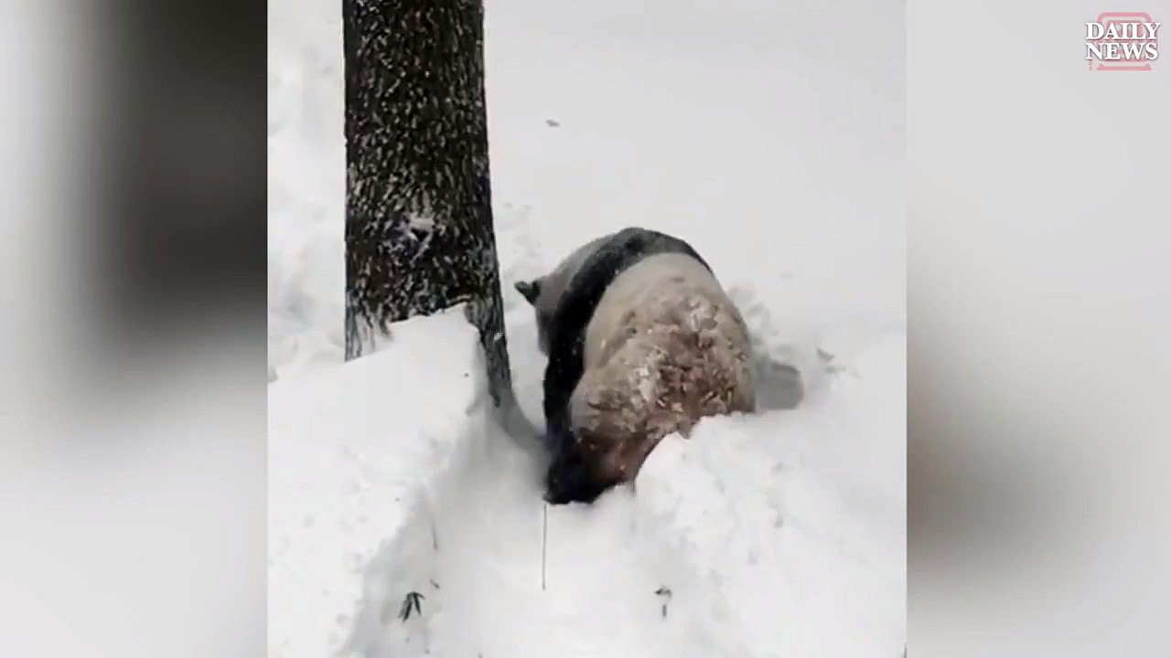 Panda plays in snow at National Zoo