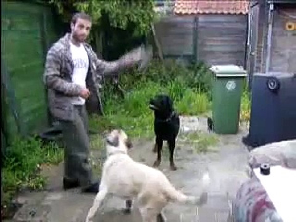 Kurdish Kangal Dog vs Brown Bear fight köpek dövüşü videoları 18