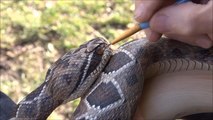 The Making of Wood Carved Rattlesnake