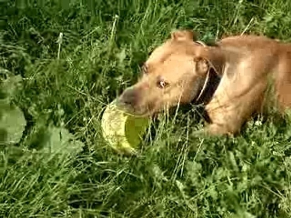 tyson dans son jardin 4eme et dernière partit
