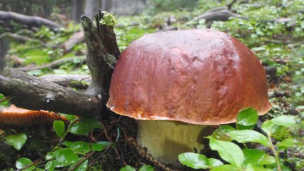 10 Ways to Get Your Daily Vitamin D || Healthy Lifestyle