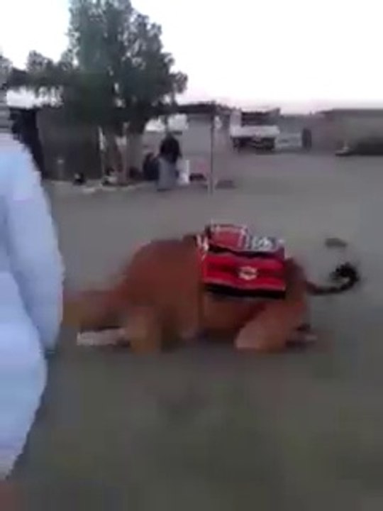 Funny Arabic man.