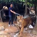 Tiger Taking Bath
