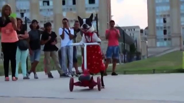 Вот это да! Что умеет эта собачка