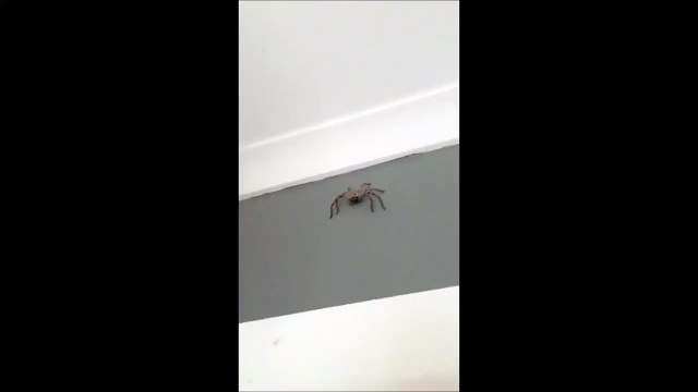 When you film Australian spiders, this happens .....