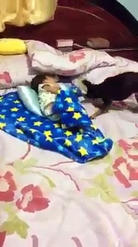 THAILANDE : UN ADORABE CHIEN BORDE UN BÉBÉ INSOLITE