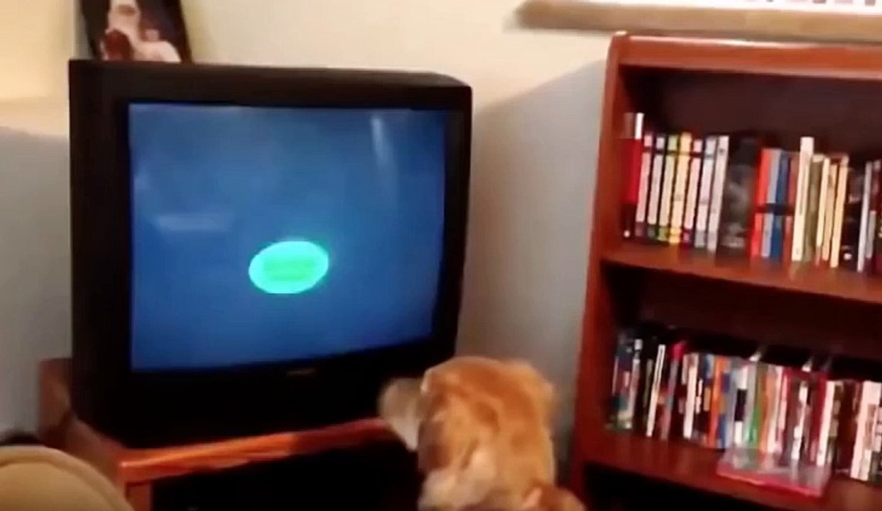 Crazy and funny animals - compilation