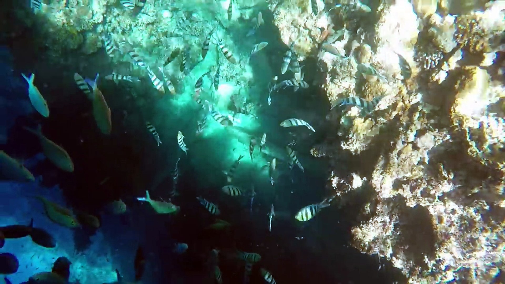 ⁣Diving. Египет. Подводное царство Красного моря. GO Pro.