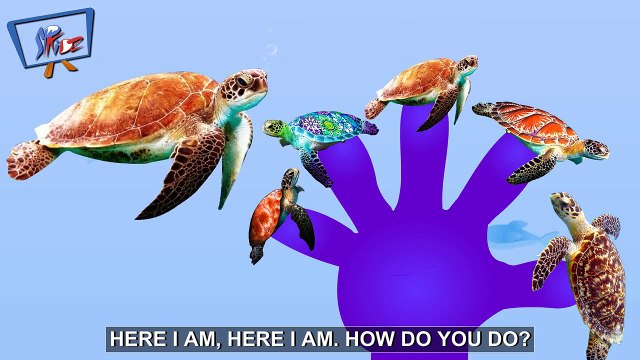 TURTLE FINGER FAMILY | DADDY FINGER DADDY FINGER
