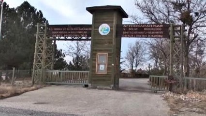 20 Bin Keklik Doğaya Bırakıldı