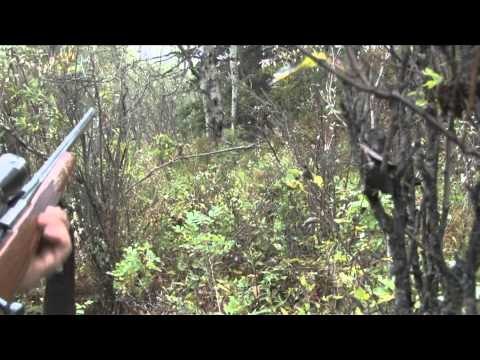 The Fever - Everything Happens for a Reason Alberta Elk Part 2
