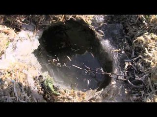 Trapping Inc - Ice Time Muskrats