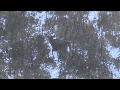The Fever - 2014 Whitetail 3 Antlers Alberta Elk Part 1