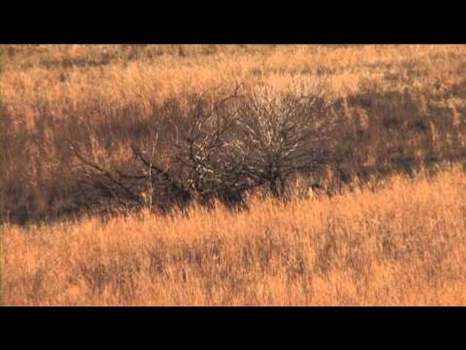 Red Arrow - Iowa Dream Hunt