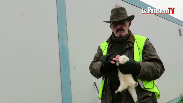 Chasse : le furet à l'assaut des lapins à Margny-lès-Compiègne
