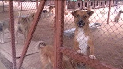 Sokak Hayvanlarına "Konforlu" Hizmet