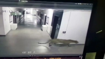 ATTAQUE DE LÉOPARD DANS UNE ECOLE EN INDE
