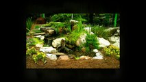 American Aquascapes - Water Features & Aquatic Plant Services in Raleigh NC