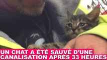 Un chat a été sauvé d'un canalisation après 33 heures ! Revivez le sauvetage dans la minute chat #125