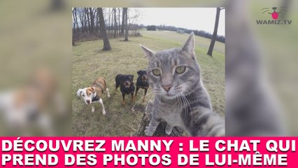 Découvrez Manny : le chat qui prend des photos de lui-même ! Tout de suite dans la minute chat #127