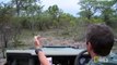 Nov 12 WildEarth Sunset Safari LIVE ft Lions, Wild Dogs