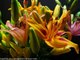Beautiful Orange, Pink and Yellow Lilies blooming time-lapse