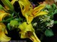 Beautiful Yellow Lilies Blooming Time-lapse