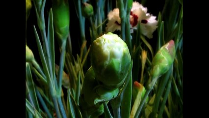 Carnations Blooming Time-lapse (2013)