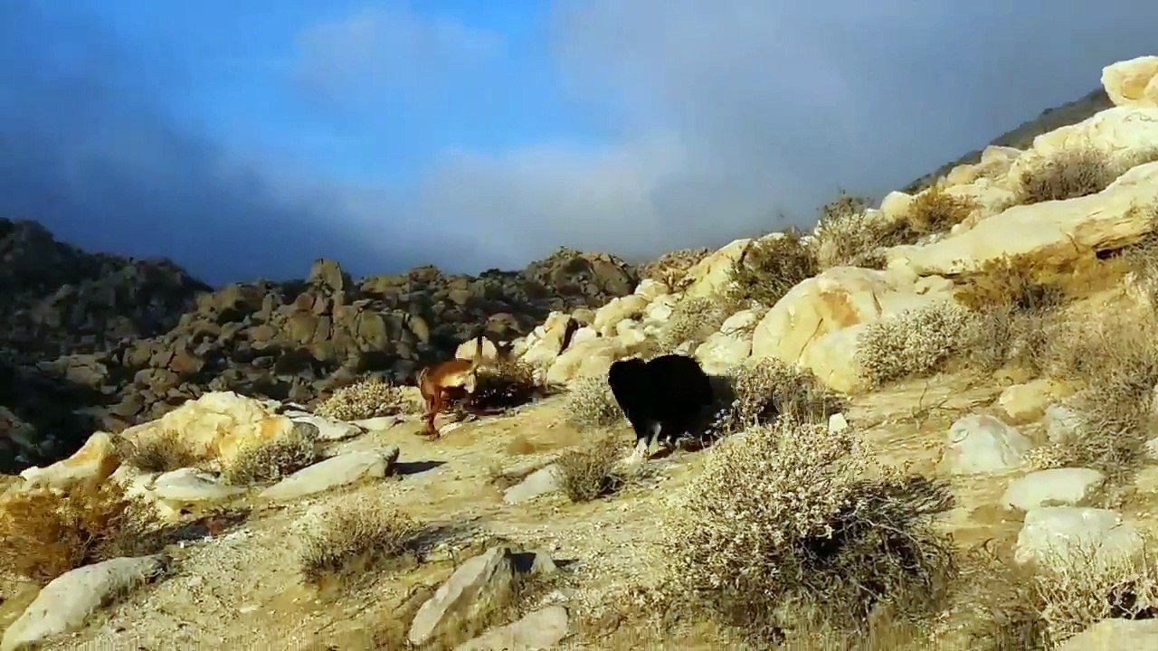 Pre running contacts dog